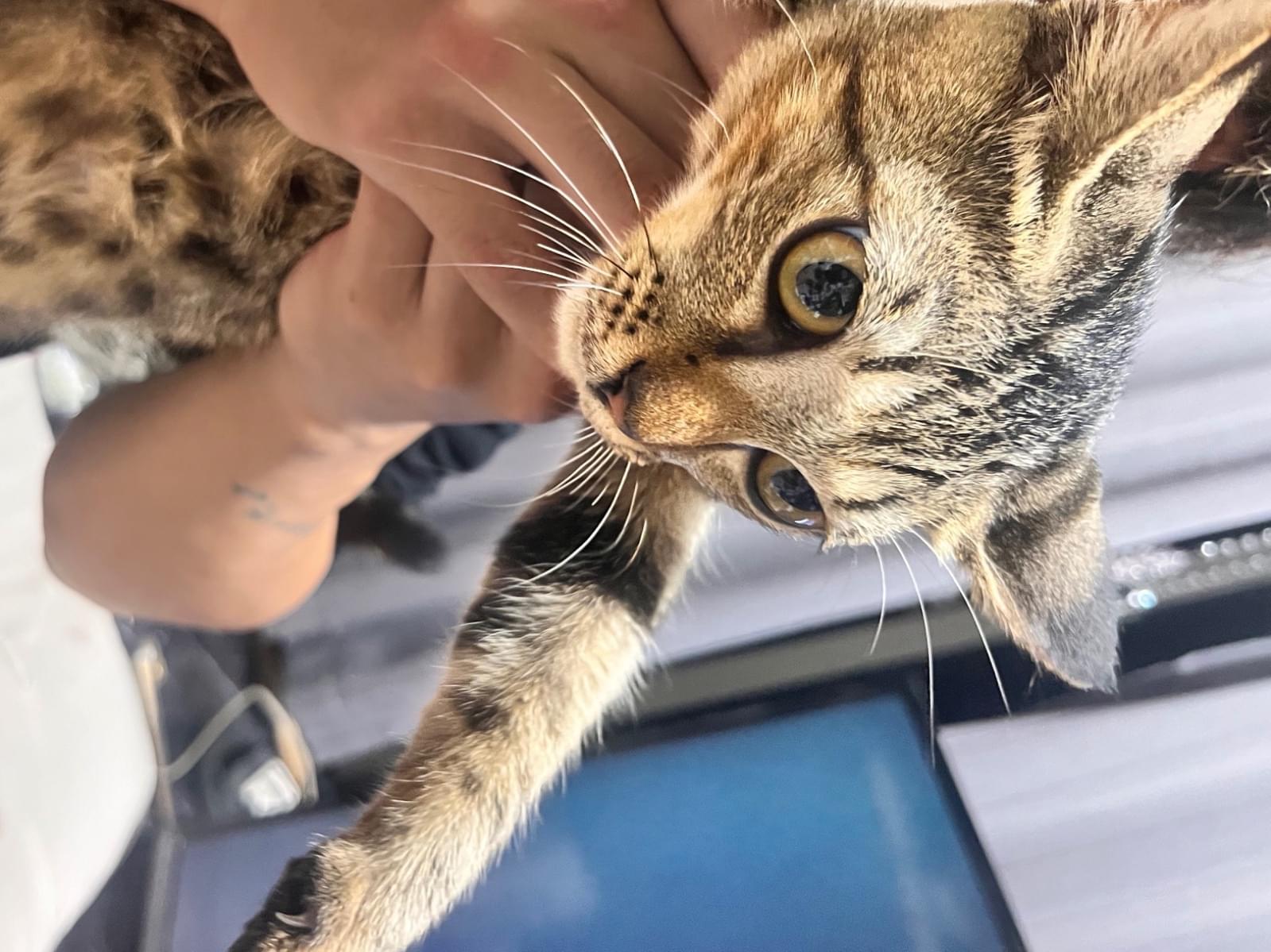 保護された猫 保護された猫
