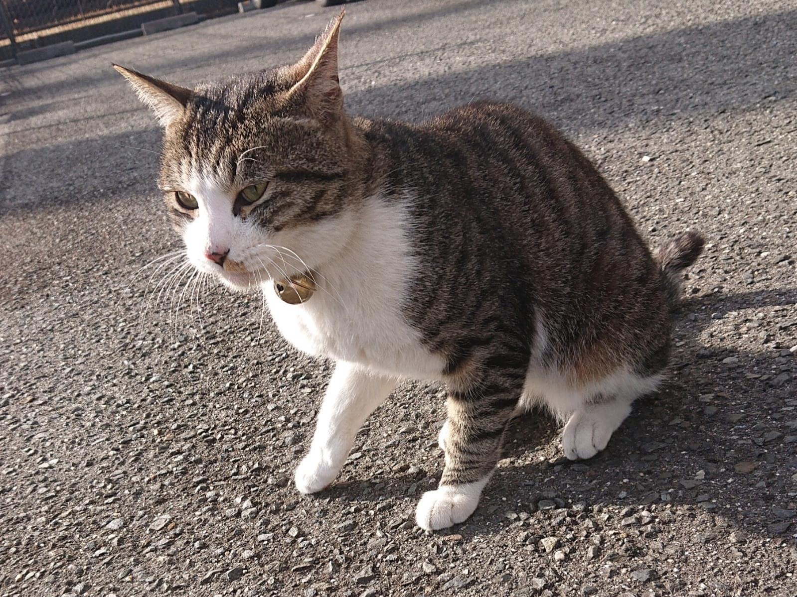 目撃された猫 目撃された猫