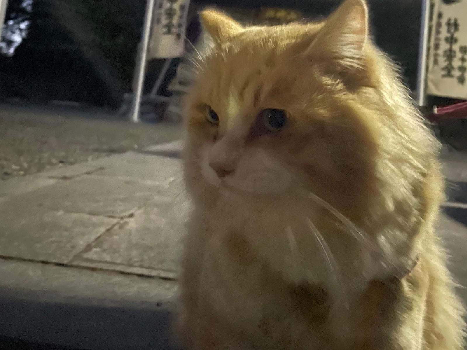 ピノちゃん ピノちゃん