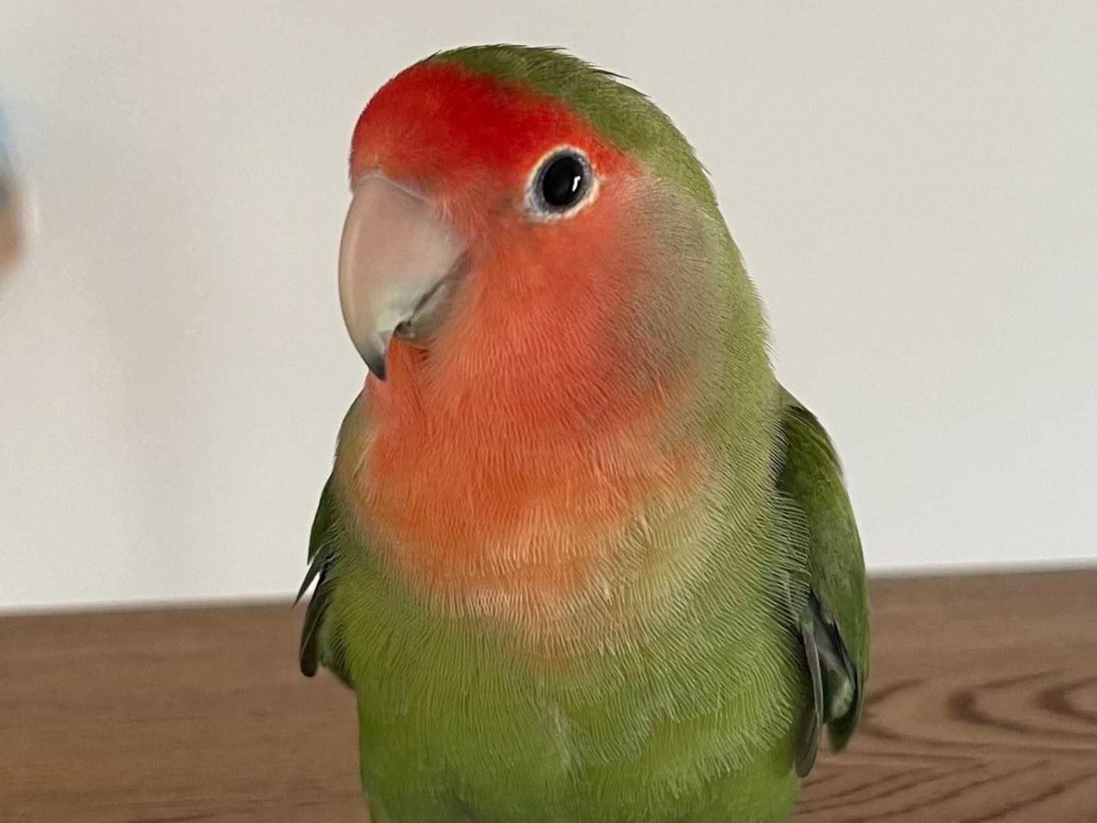 みどりちゃん みどりちゃん