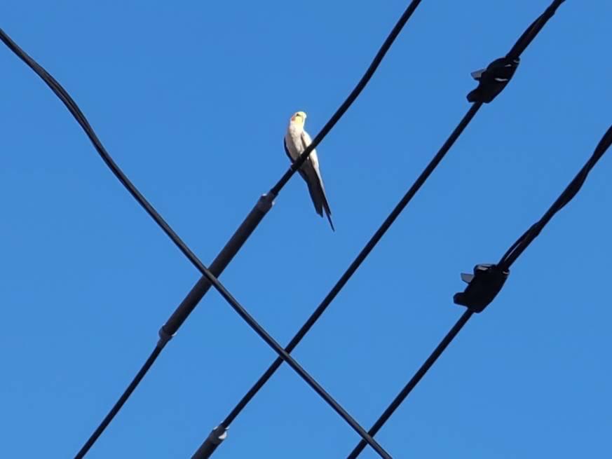 目撃された鳥 目撃された鳥