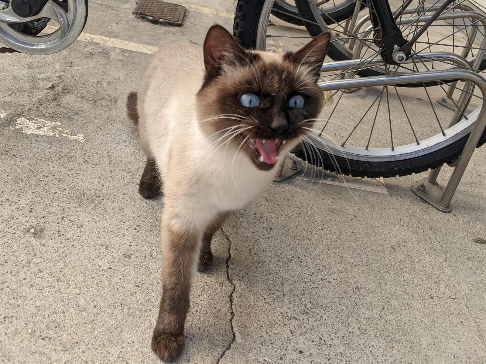 目撃された猫 目撃された猫