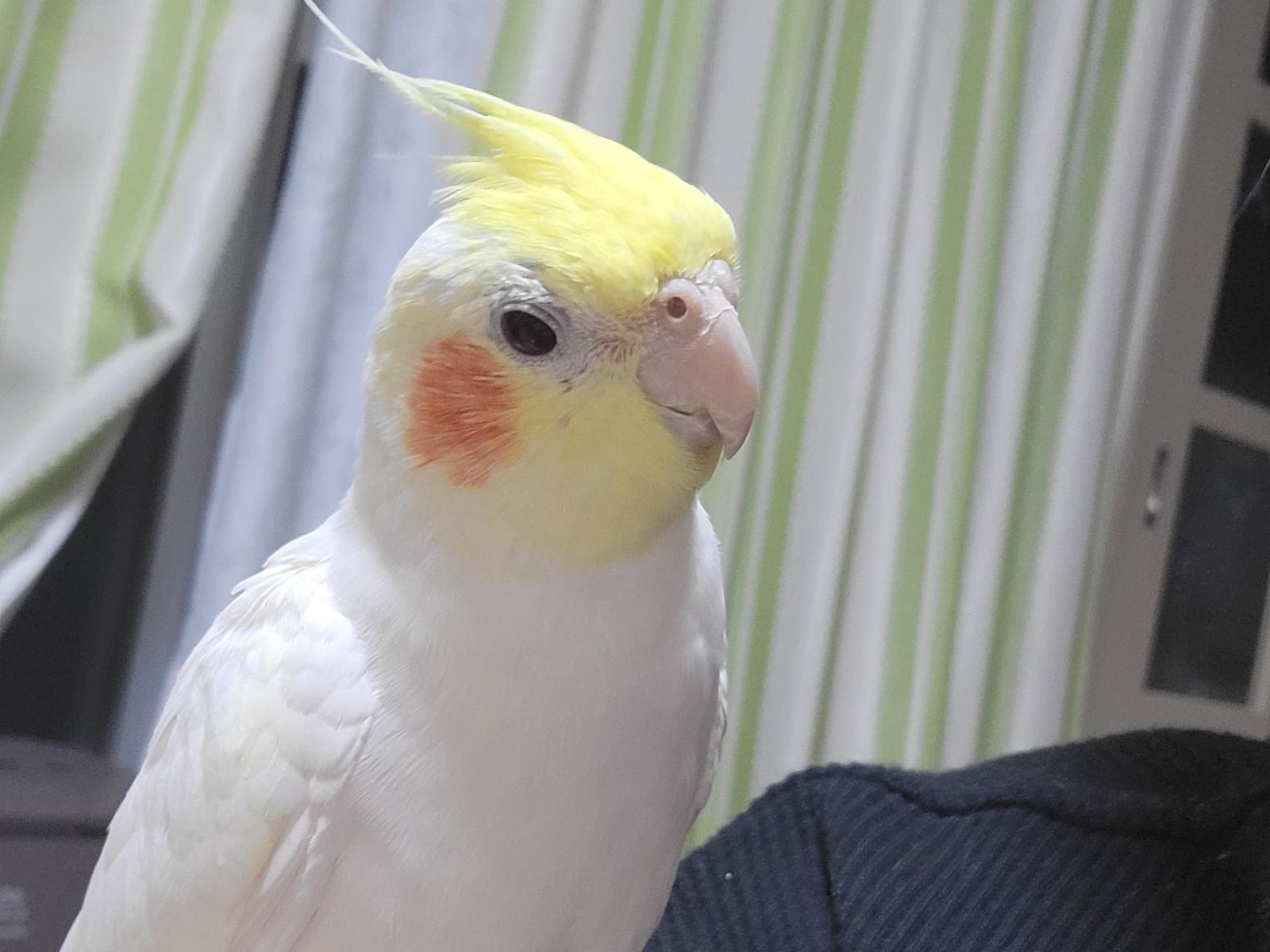 グミちゃん グミちゃん
