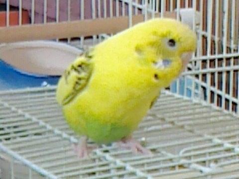 ぴぴちゃん ぴぴちゃん