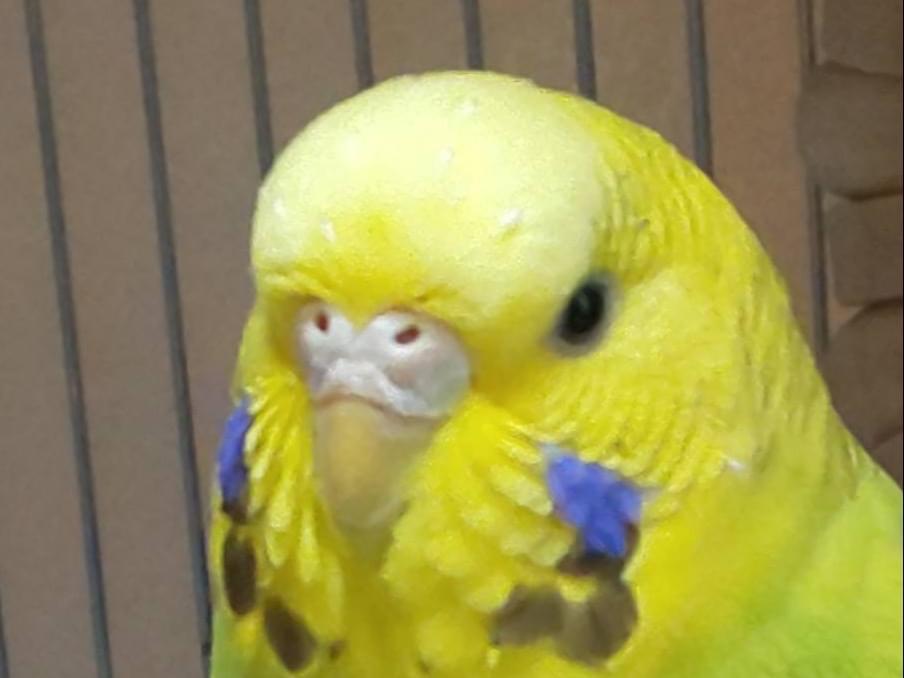 ハートちゃん ハートちゃん