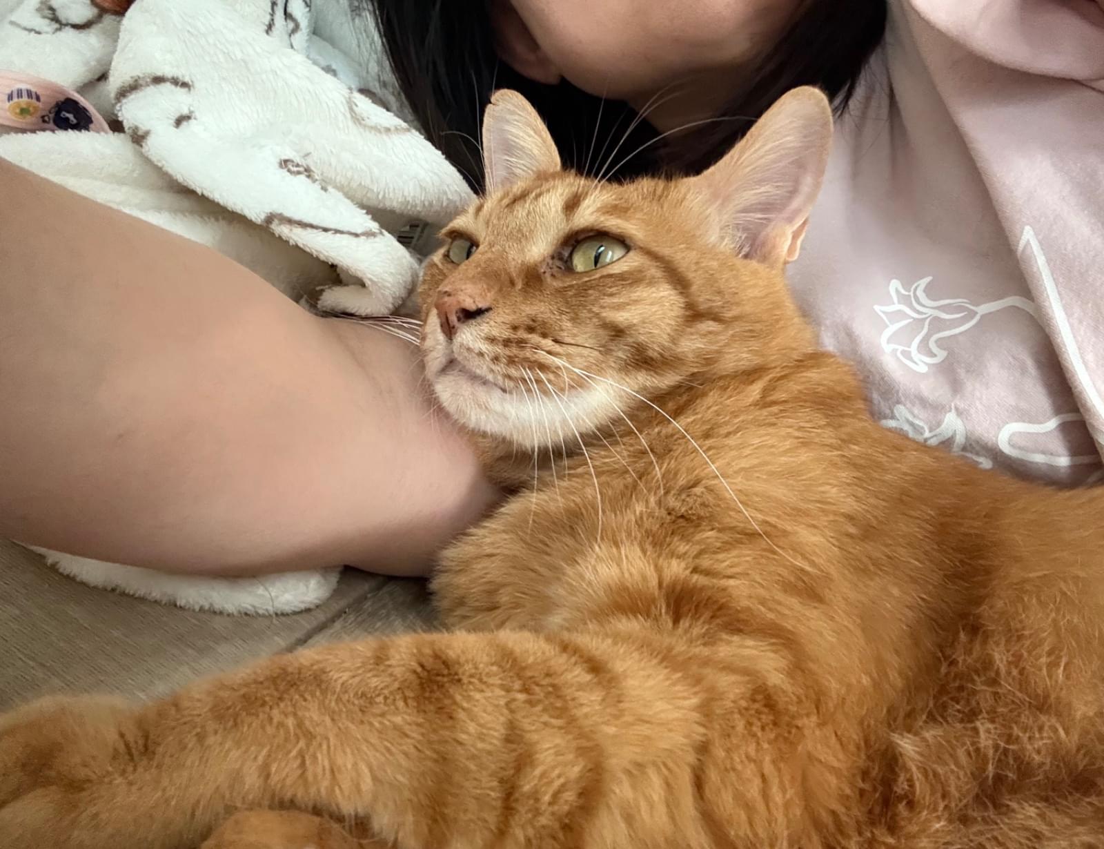 とらねこ a610be59b1bfecbd19f567a1acdbfb