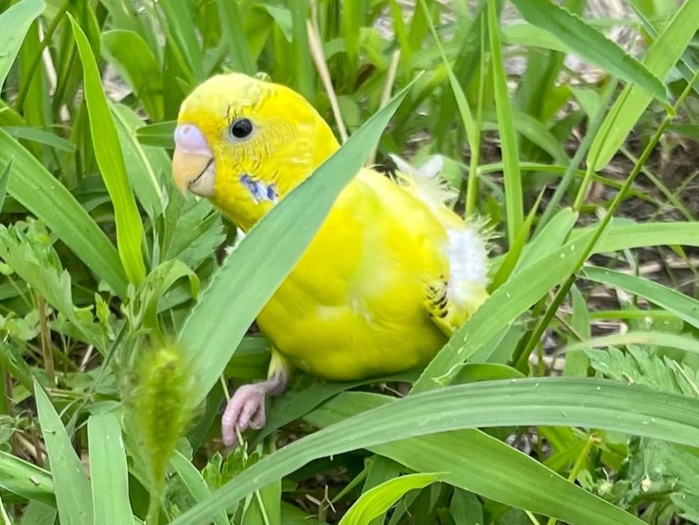 目撃された鳥 目撃された鳥