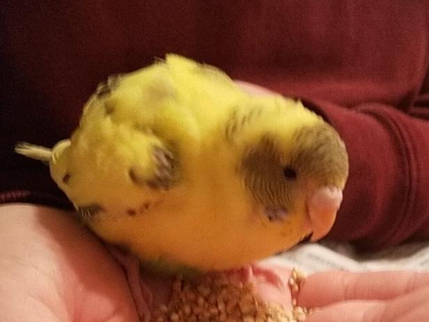 保護された鳥 保護された鳥