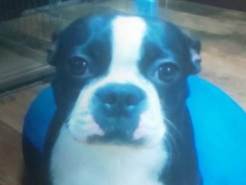 迷子になった犬 迷子になった犬