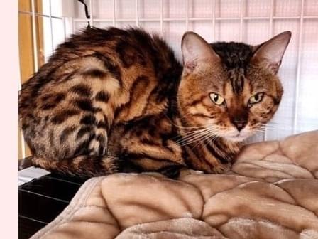 保護された猫 保護された猫