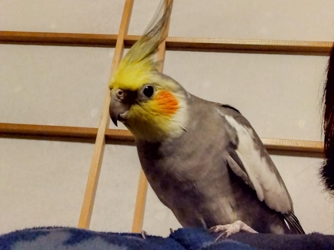 ハッピーちゃん ハッピーちゃん