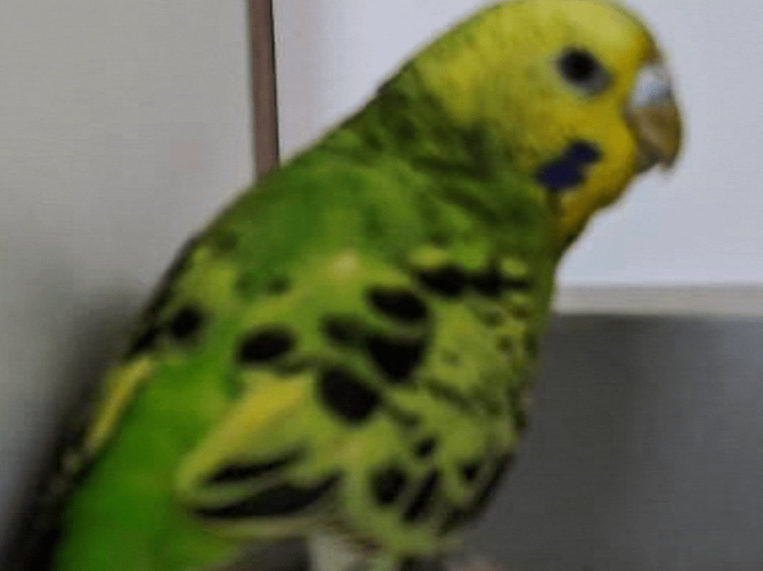 ぴーちゃん ぴーちゃん