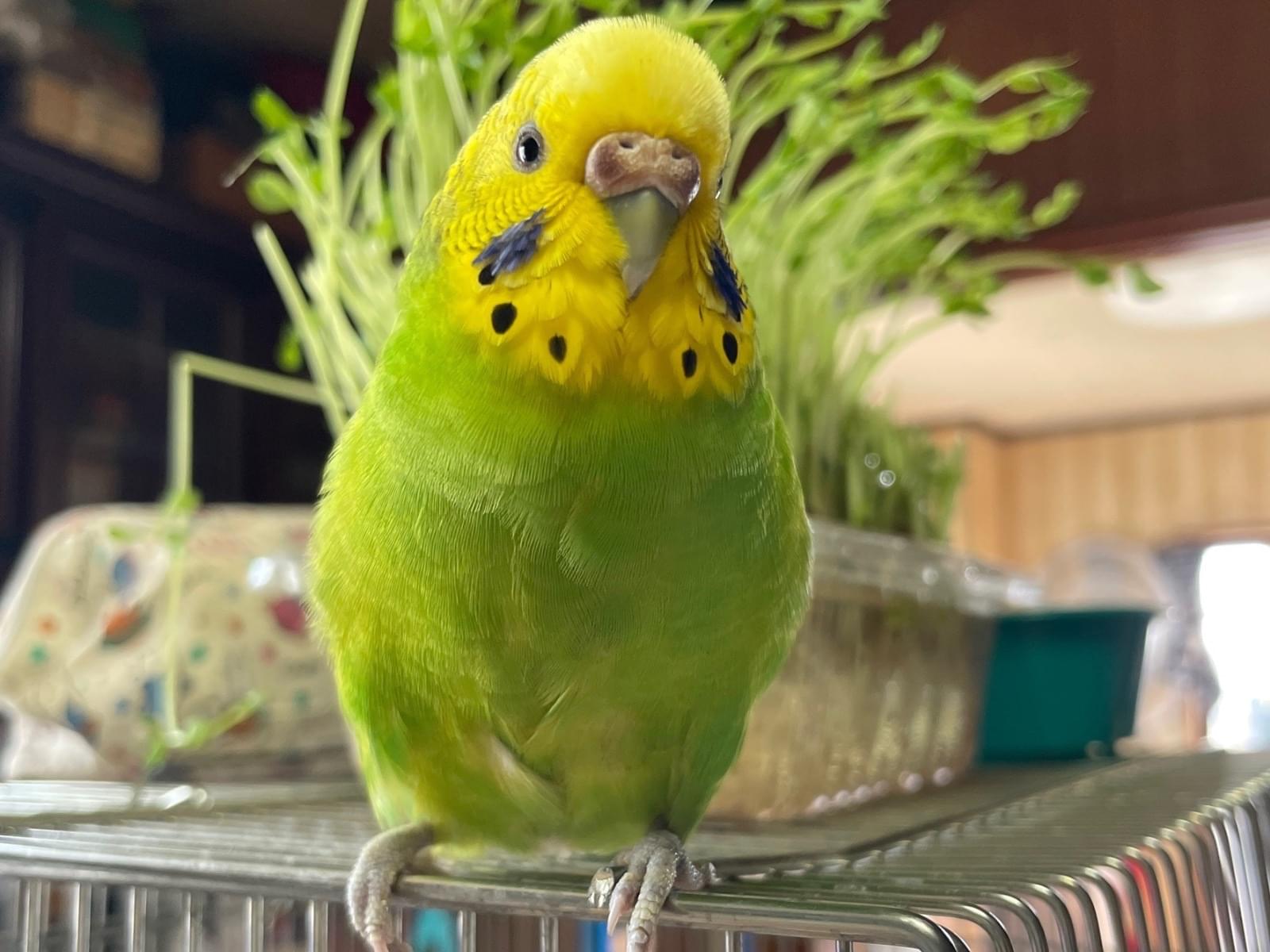 ガンコちゃん ガンコちゃん