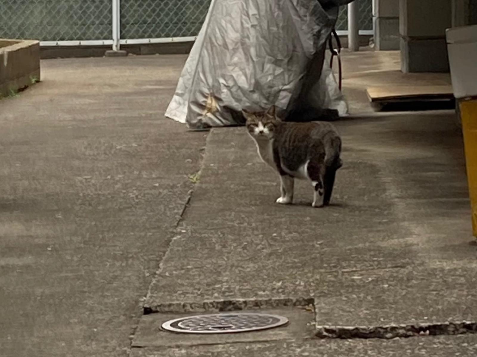 目撃された猫 目撃された猫