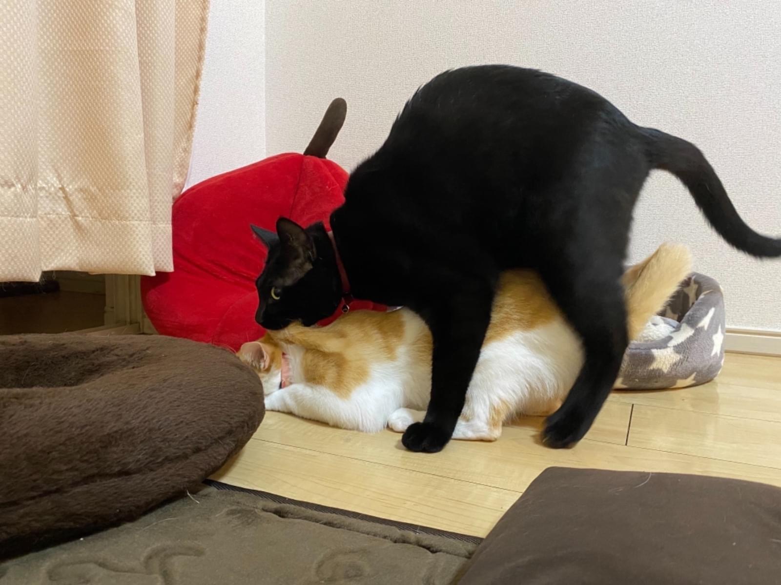 むーたんちゃん むーたんちゃん