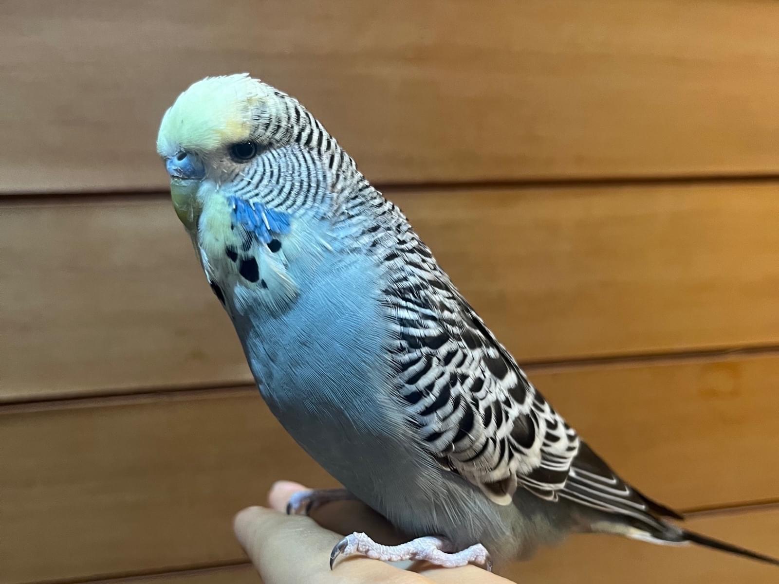 保護された鳥 保護された鳥