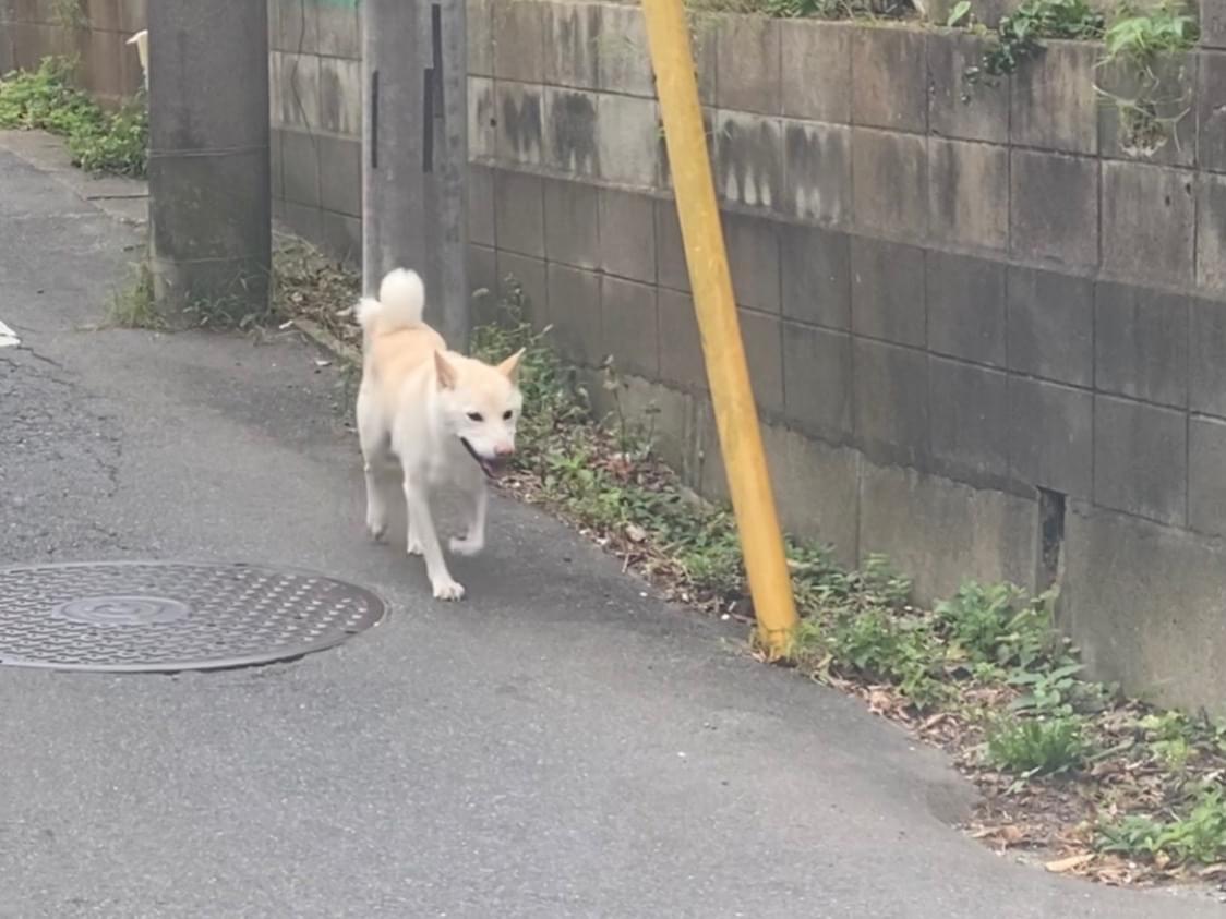 目撃された犬 目撃された犬