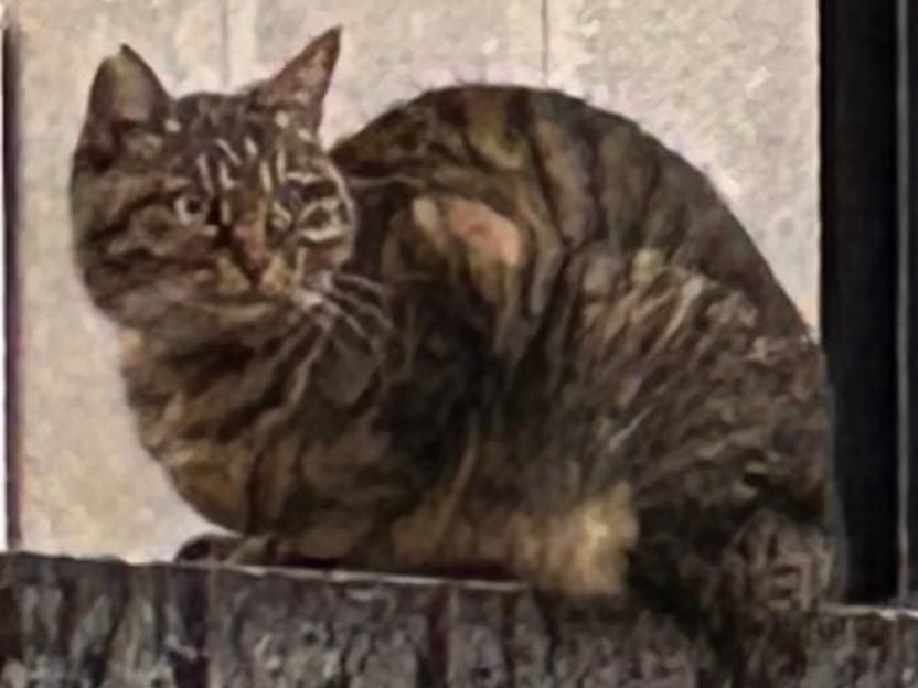 目撃された猫 目撃された猫