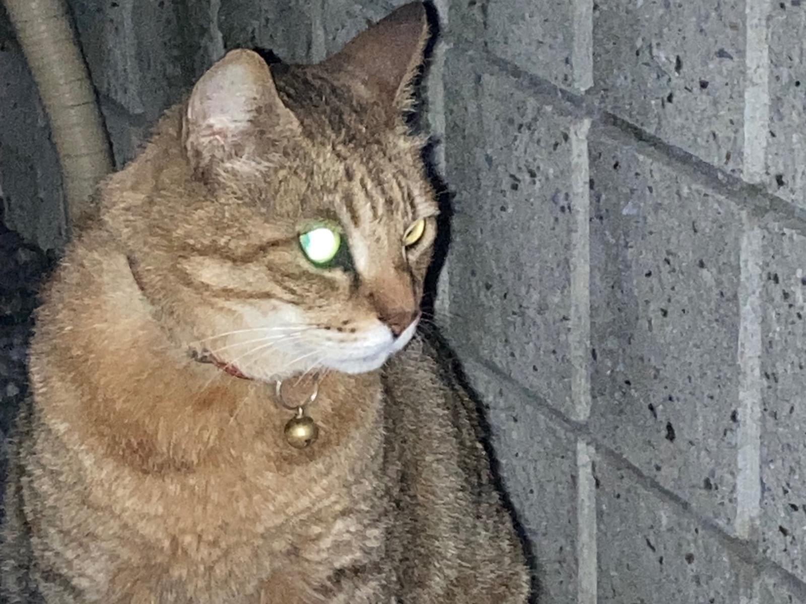 目撃された猫 目撃された猫