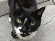 目撃された猫 目撃された猫