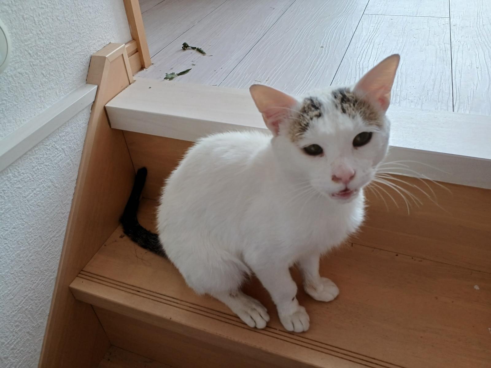みーたんちゃん みーたんちゃん