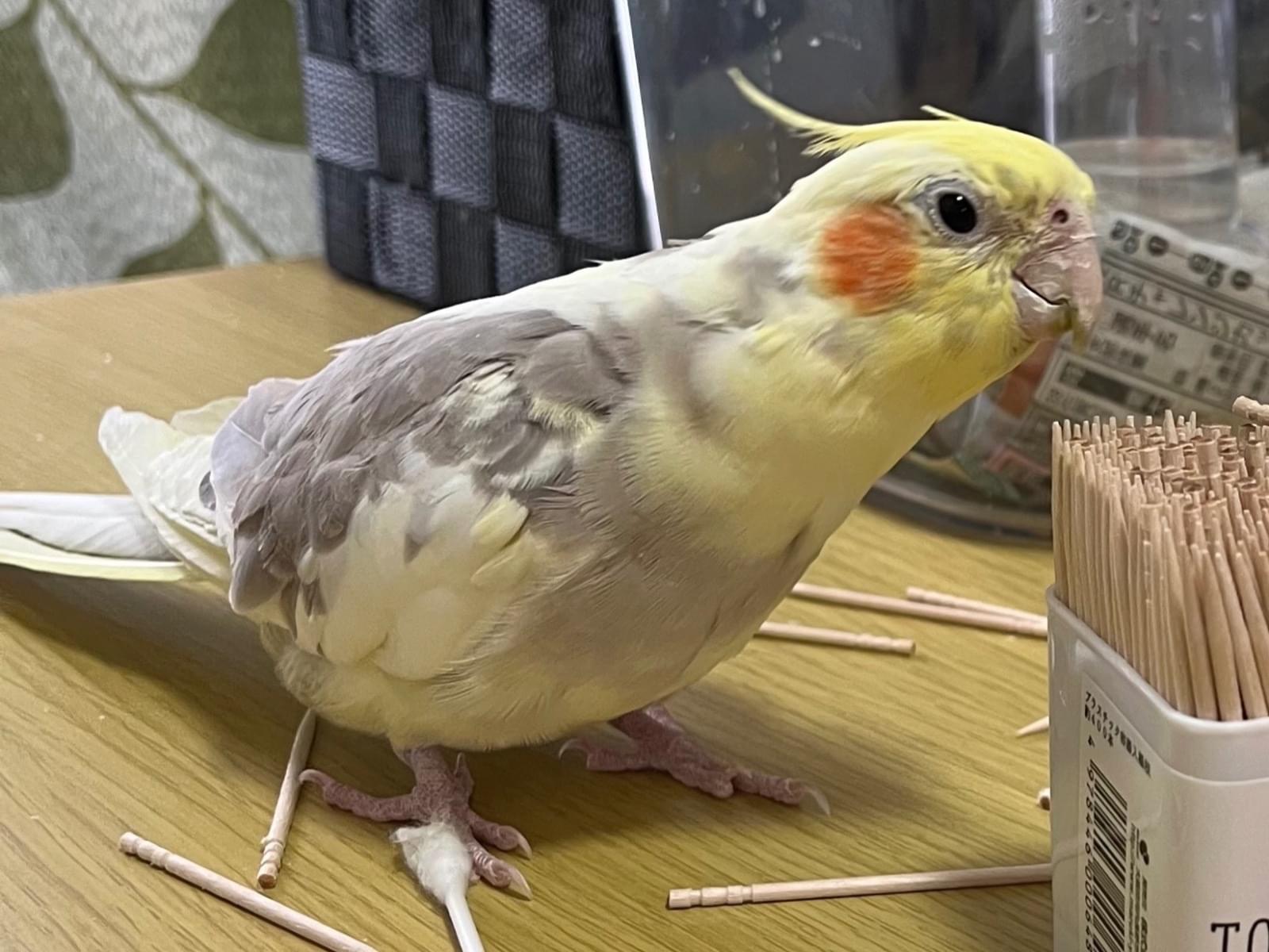 ムギちゃん ムギちゃん