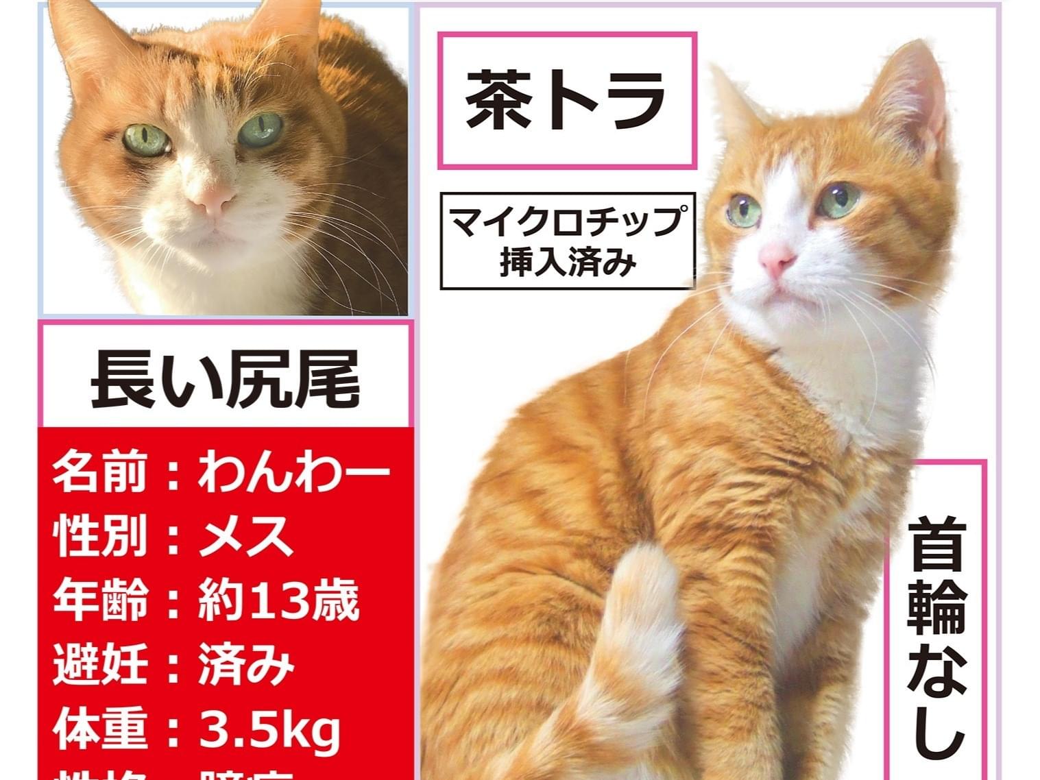 わんわーちゃん わんわーちゃん