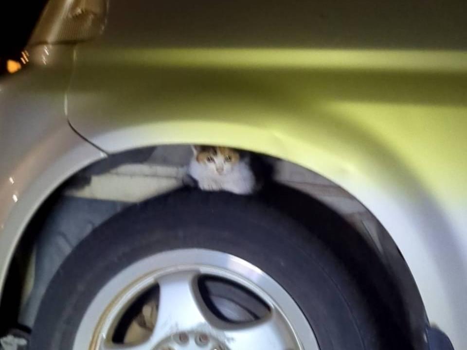 目撃された猫 目撃された猫