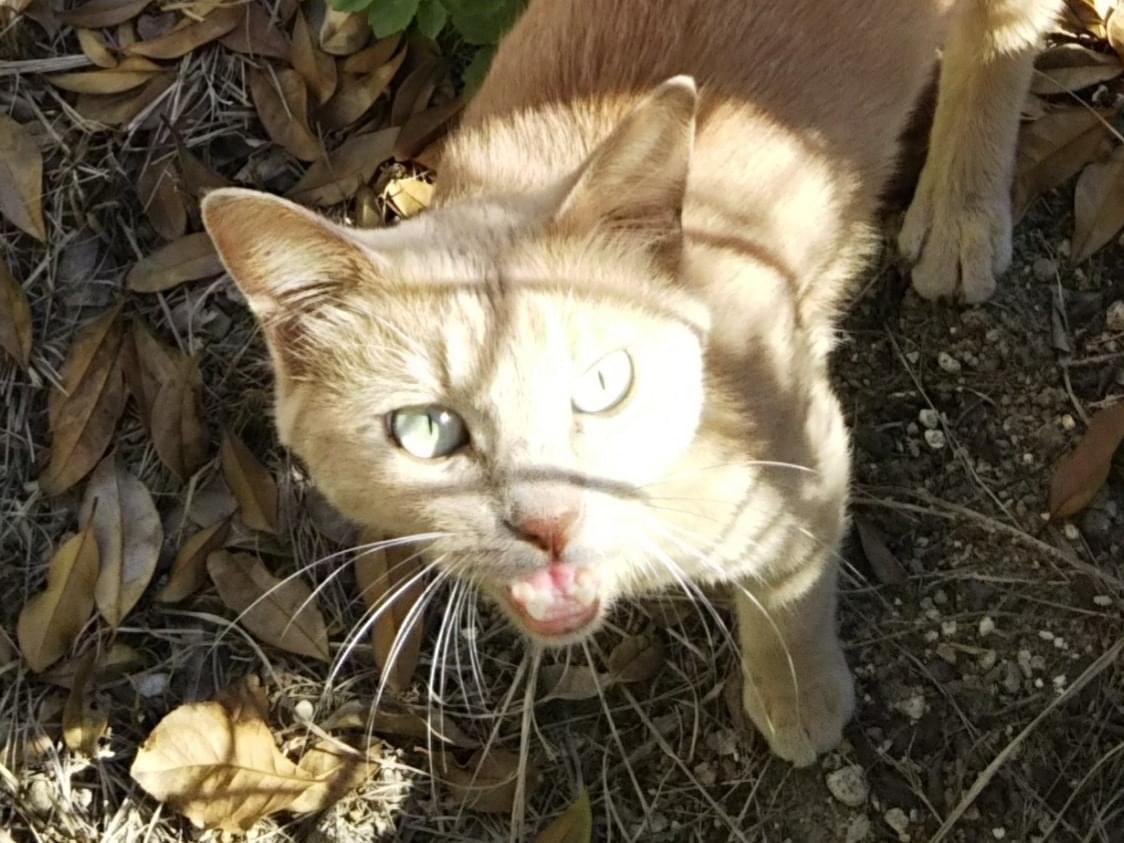 目撃された猫 目撃された猫