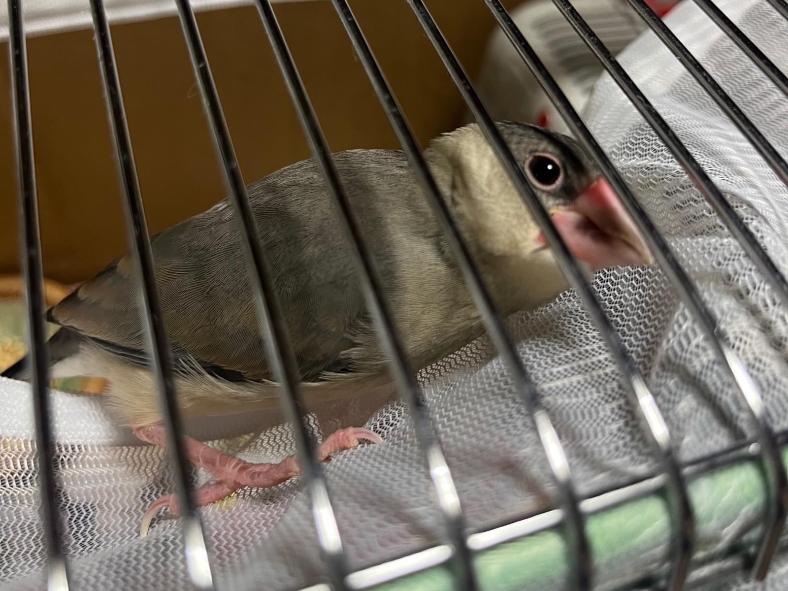 保護された鳥 保護された鳥