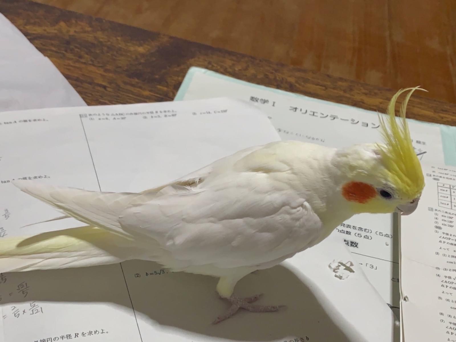 とめちゃん とめちゃん