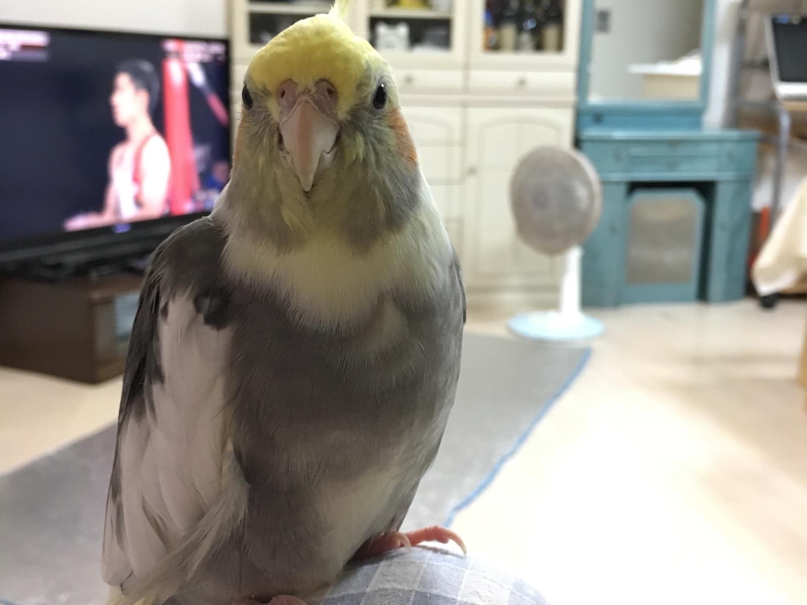 クーちゃん クーちゃん