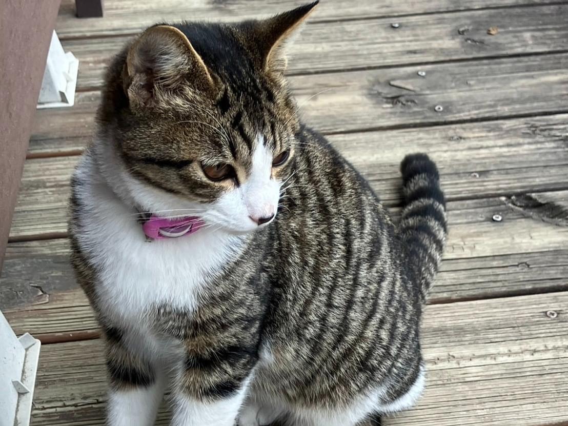 保護された猫 保護された猫