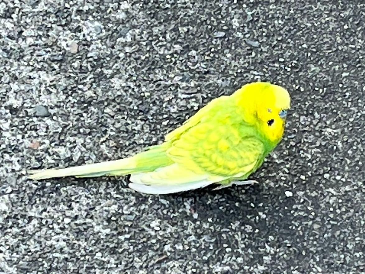 目撃された鳥 目撃された鳥