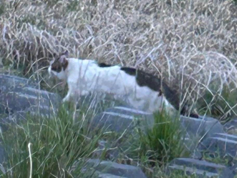目撃された猫 目撃された猫