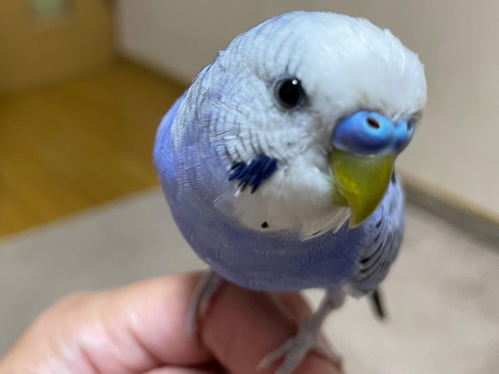 ポンポンちゃん ポンポンちゃん