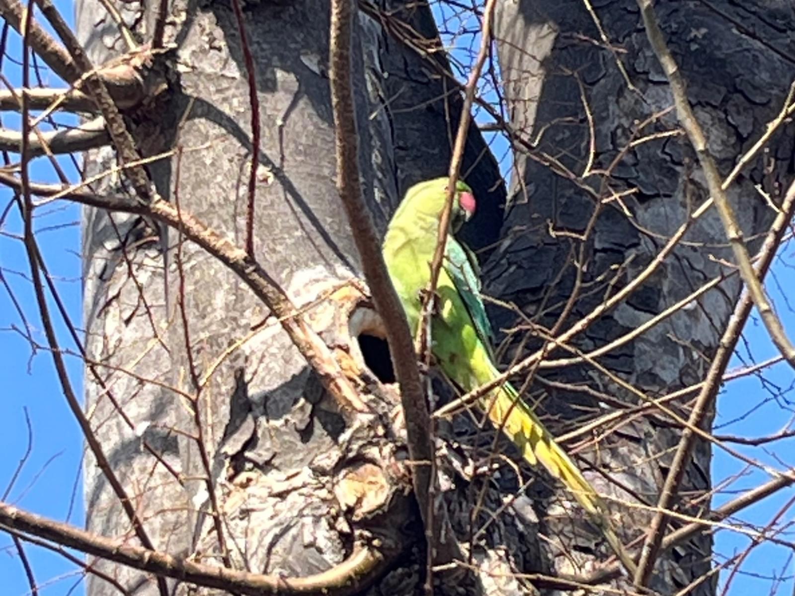 目撃された鳥 目撃された鳥