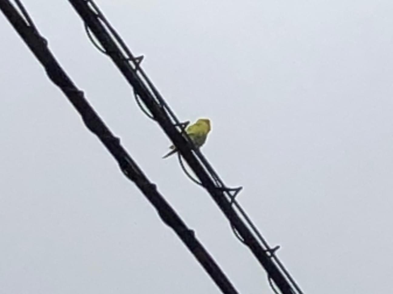 目撃された鳥 目撃された鳥