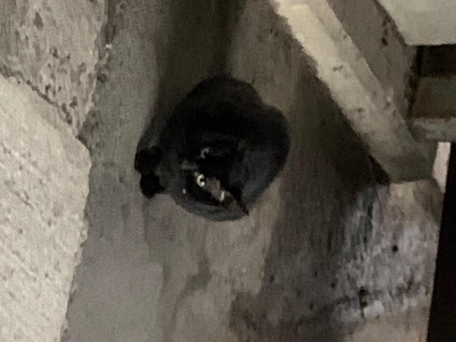 目撃された猫 目撃された猫