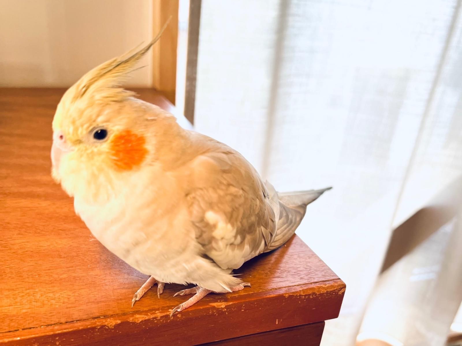 モコちゃん モコちゃん