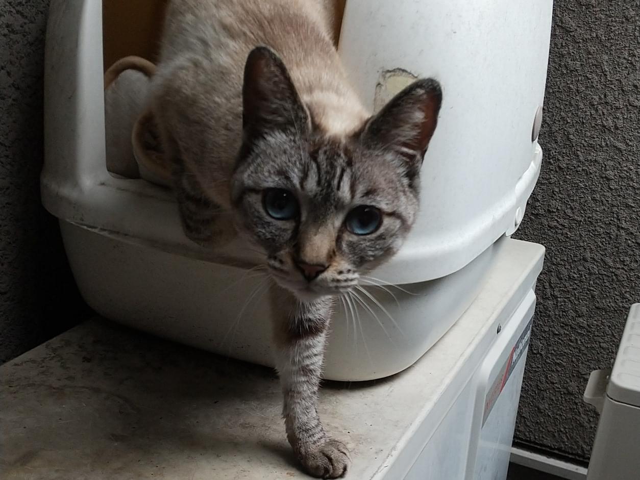 目撃された猫 目撃された猫