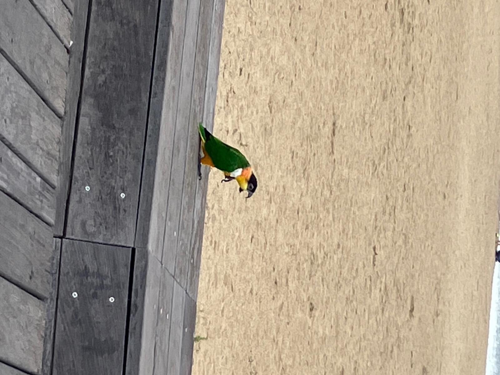 目撃された鳥 目撃された鳥