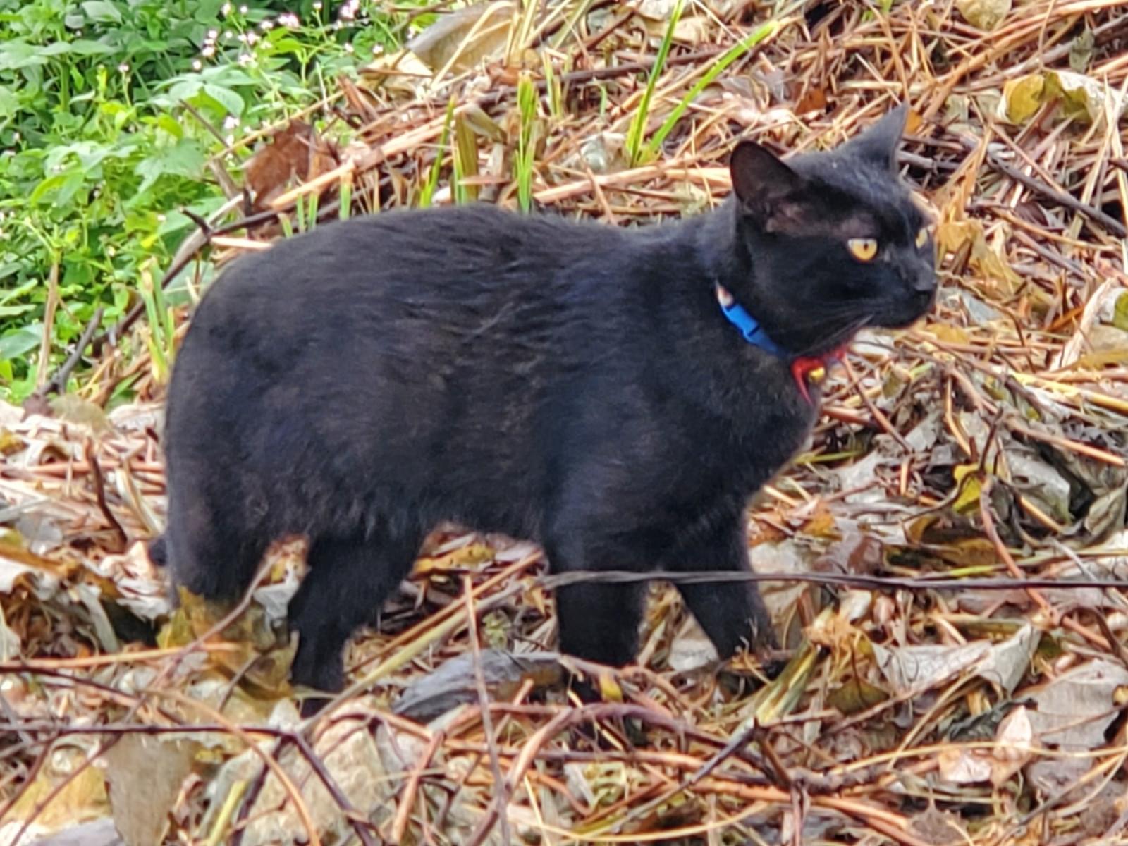 目撃された猫 目撃された猫