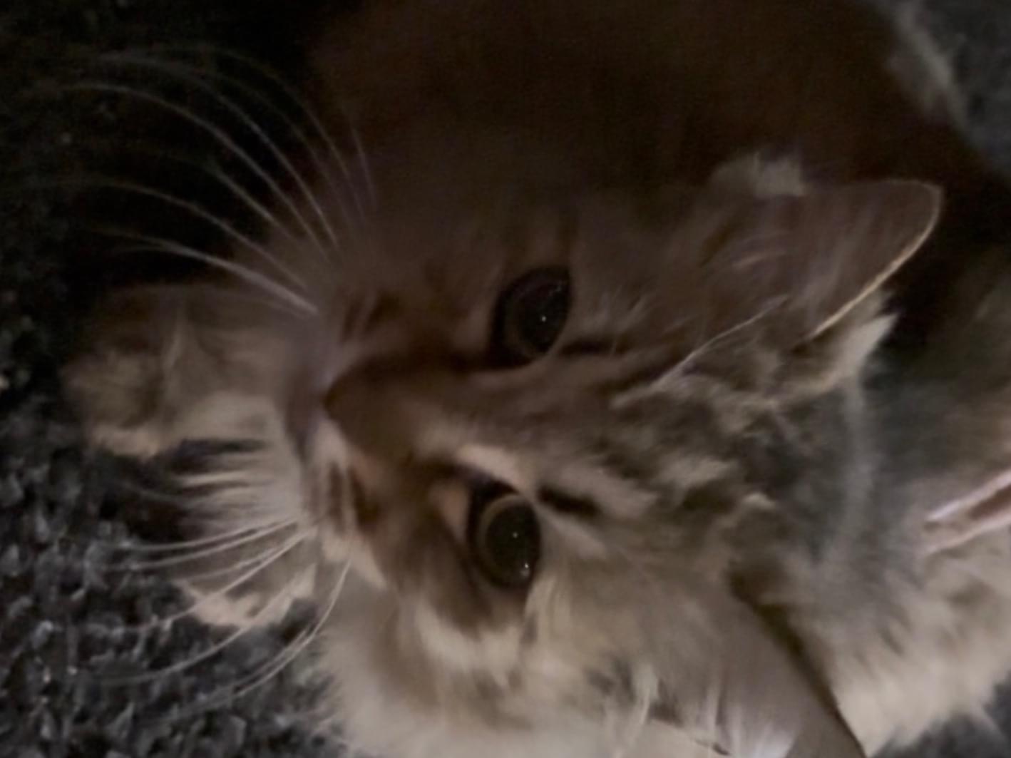 目撃された猫