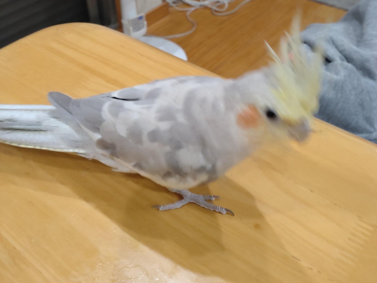 ピーちゃん ピーちゃん