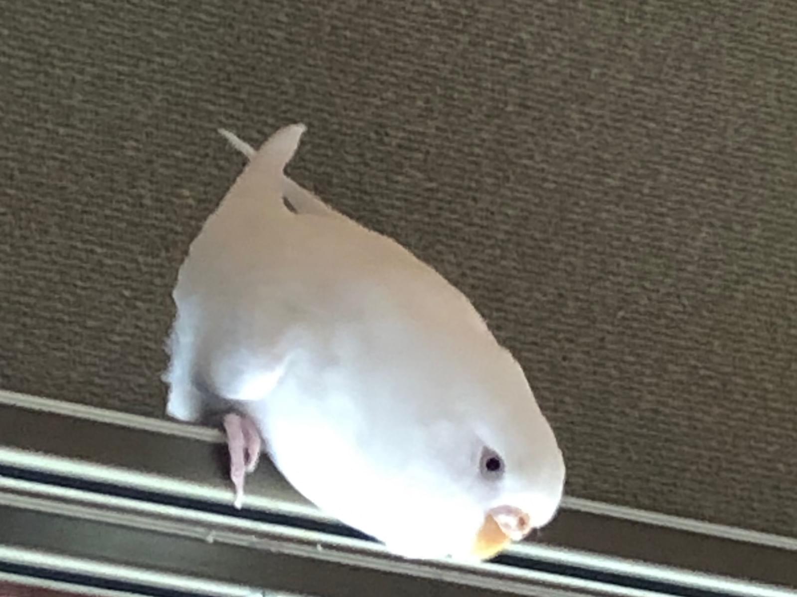 ハクちゃん ハクちゃん