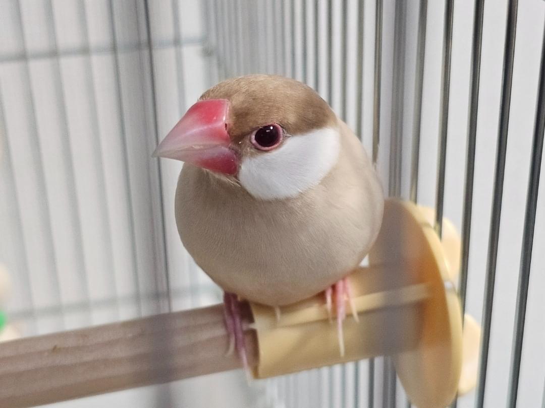 タルトちゃん タルトちゃん