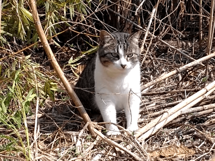 目撃された猫 目撃された猫
