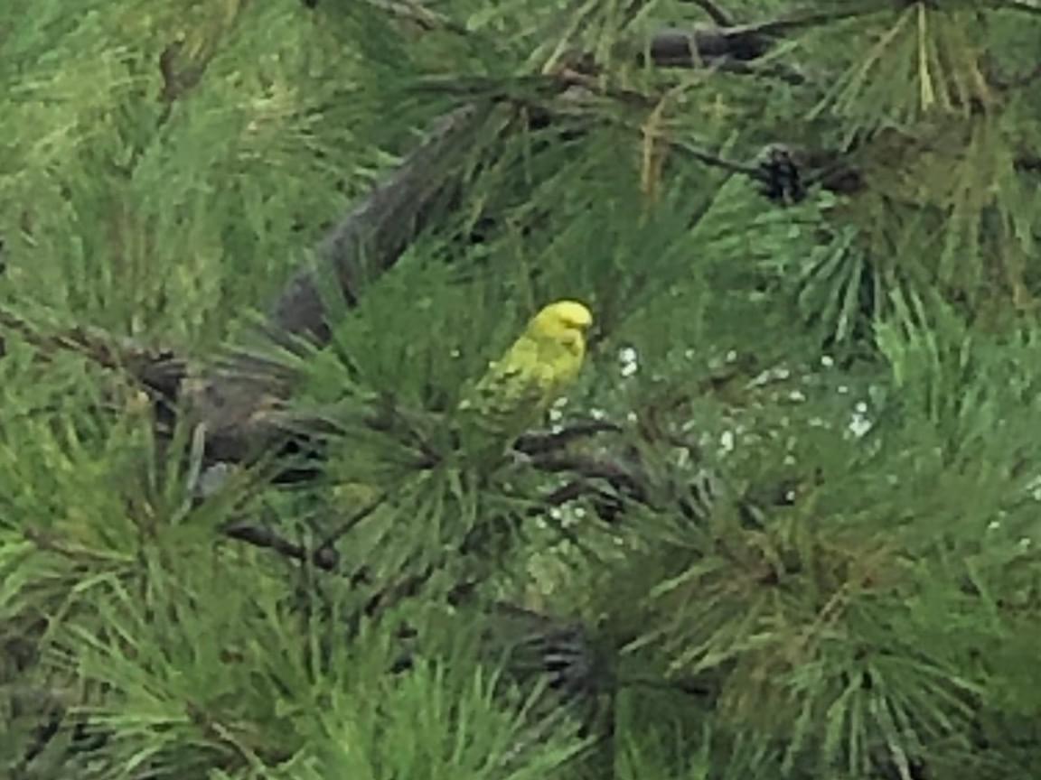 目撃された鳥 目撃された鳥