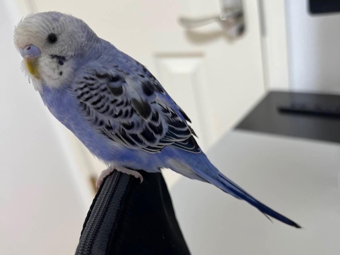 にこちゃん にこちゃん